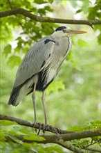 Grey Heron (Ardea cinerea) sitting in tree