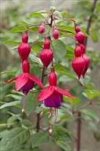 Flowering Fuchsia (Fuchsia)