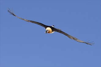 Bearded Vulture (Gypaetus barbatus) gliding