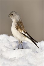 White.winged snow finch (Montifringilla nivalis) in snow