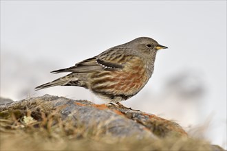 Alpine Accentor (Prunella collaris) Valais