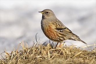 Alpine Accentor (Prunella collaris) in dry grass