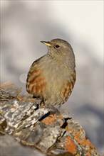 Alpine Accentor (Prunella collaris) sitting on rock