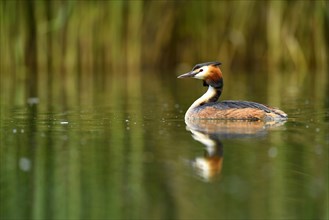 Great crested grebe (Podiceps cristatus) in water