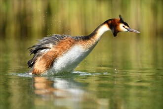 Great crested grebe (Podiceps cristatus) shaking feathers in water