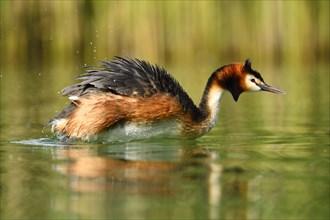 Great crested grebe (Podiceps cristatus) shaking feathers in water