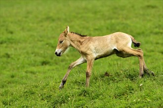 Young Przewalski's horse (Equus ferus przewalskii)