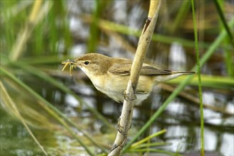 Eurasian reed warbler (Acrocephalus scirpaceus) with food