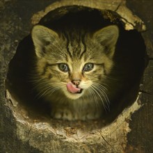 European wildcat (Felis silvestris silvestris)