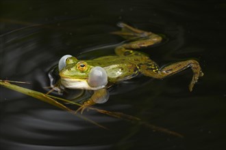 Water frog (rana esculenta)