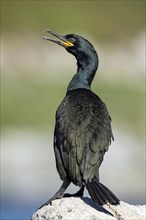 Common shag (Phalacrocorax aristotelis)