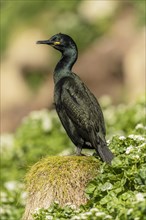 Common shag (Phalacrocorax aristotelis)