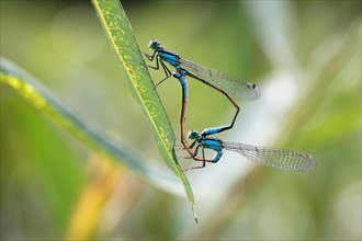 Blue-tailed damselfly (Ischnura elegans) mating