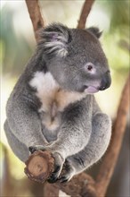 Koala (Phascolarctos cinereus) sitting on Eucalyptus tree branch