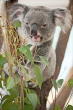 Koala (Phascolarctos cinereus) eating leaves