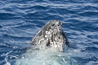 Humpback whale (Megaptera novaeangliae) adult surfacing