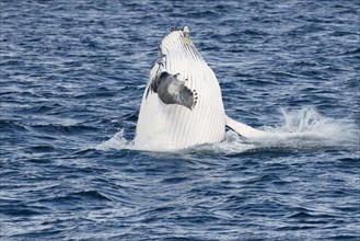 Humpback whale (Megaptera novaeangliae) breaching