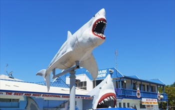 Great White Shark Exhibition shark show