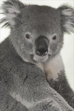 Koala (Phascolarctos Cinereous)