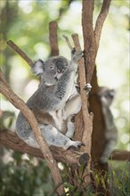 Koala (Phascolarctos cinereus) sleeping on a tree