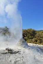 Erupting Lady Knox Geyser