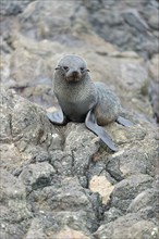 Southern fur seal (Arctocephalus forsteri) on a rock