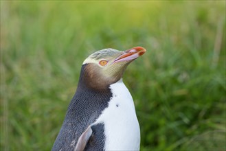 Yellow-eyed Penguin (Megadyptes antipodes) in grass