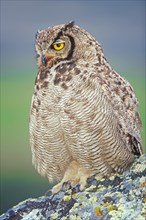 Magellanic horned owl (Bubo magellanicus) sitting on a rock