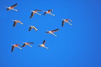 Chilean flamingos (Phoenicopterus chilensis) in flight