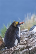 A macaroni penguin (Eudyptes chrysolophus)