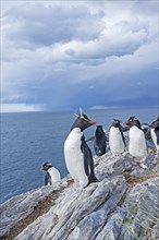 Group of rockhopper penguins (Eudyptes chrysocome) on a rock