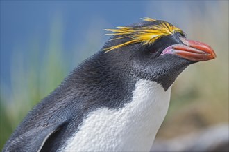 Close-up of a macaroni penguin (Eudyptes chrysolophus)