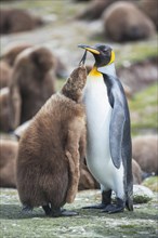 An adult King penguin (Aptenodytes patagonicus) feeding its chick