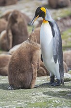 An adult King penguin (Aptenodytes patagonicus) feeding its chick