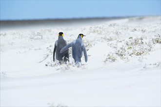King Penguins (Aptenodytes patagonicus) walking through a snowstorm