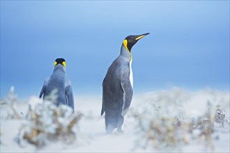 King Penguins (Aptenodytes patagonicus) in snowstorm