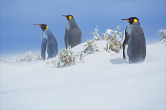 Three king penguins in snow