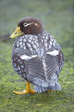 Steamer duck (Tachyeres brachypterus)