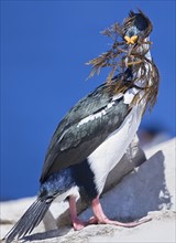 King cormorant (Phalacrocorax atriceps) with seaweed in beak
