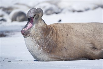 Southern elephant seal (Mirounga leonina)