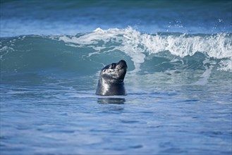 A southern sea lion (Otaria flavescens) swimming