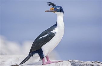 King cormorant