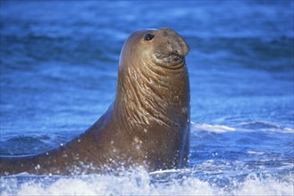 Male Southern elephant seal (Mirounga leonina) in water