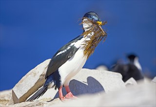 King cormorant (Phalacrocorax atriceps) with seaweed in beak
