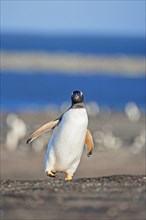 Gentoo penguins (Pygoscelis papua papua) walking