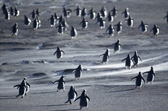 Gentoo Penguins (Pygoscelis papua) walking through a sandstorm