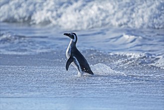 Magellanic Penguin (Spheniscus magellanicus) coming out of water