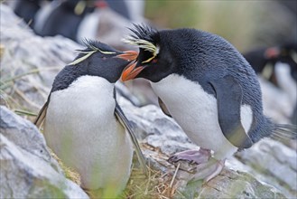 Rockhopper penguins (Eudyptes chrysocome)