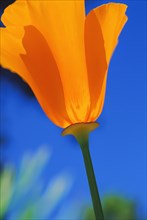 Close-up of a California poppy (Eschscholzia californica)