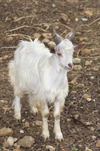 Young Girgentana goat (Capra aegagrus hircus)